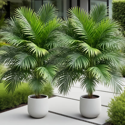 2-Piece Large Artificial Palm Trees for Indoor & Outdoor Decor